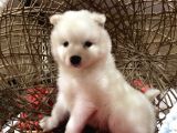 Orji̇nal Samoyed Bebekler