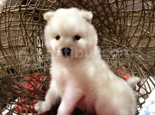 Orji̇nal Samoyed Bebekler görsel