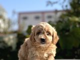 Sevi̇mli̇ Malti̇poo Bebekler