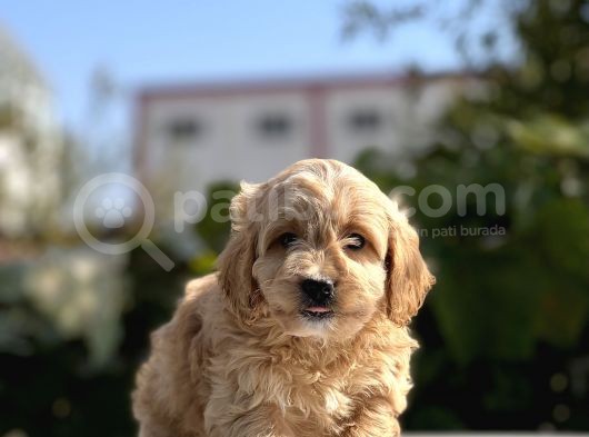 Sevi̇mli̇ Malti̇poo Bebekler görsel