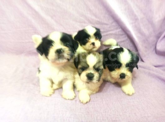 A Kalite Shih Tzu Yavrular görsel