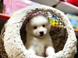 Orji̇nal Samoyed Bebekler