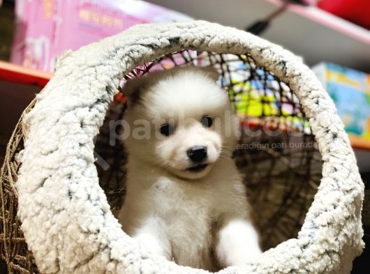 Orji̇nal Samoyed Bebekler görsel