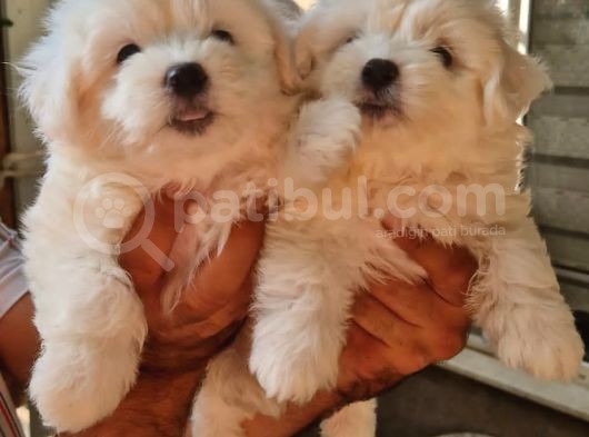 Maltese Terrier Yavrular görsel