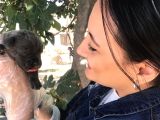 Muhteşem Güzellikte Blue Corso Yavrumuz