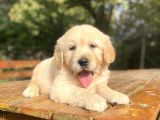 Bebek Suratli Golden Retriver