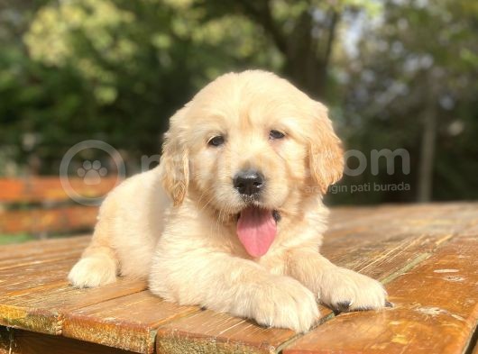 Bebek Suratli Golden Retriver