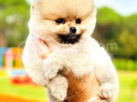 Teddy Bear Pomeranian