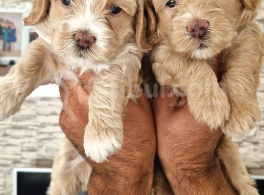 Show Kalite Maltipoo Yavrular görsel