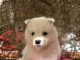 Orji̇nal Samoyed Bebekler