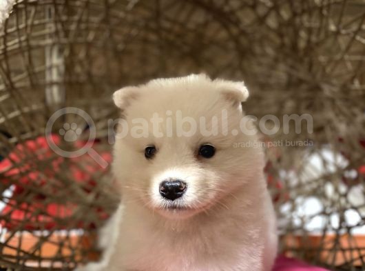 Orji̇nal Samoyed Bebekler
