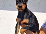 Show Kalite Doberman Yavrular