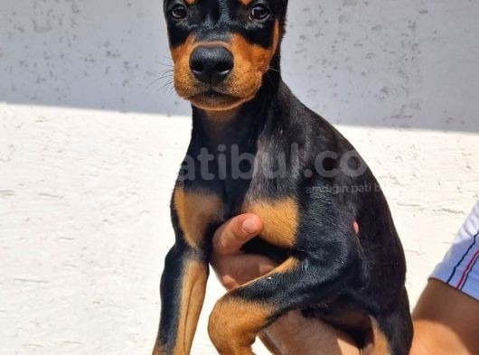 Show Kalite Doberman Yavrular