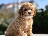 Sevimli Toy Poodle Bebekler