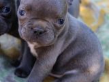 Blue French Bulldog Yavrular