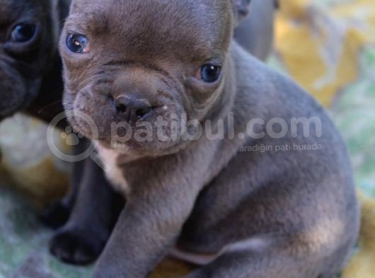Blue French Bulldog Yavrular