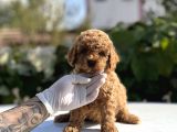 Safkan Toy Poodle Bebekler