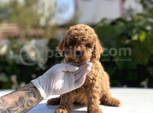 Safkan Toy Poodle Bebekler görsel
