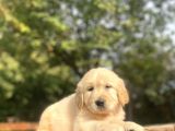 Bebek Suratli Golden Retriver