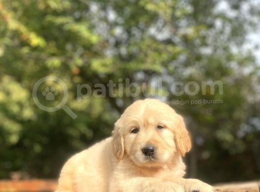 Bebek Suratli Golden Retriver görsel