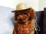 Orjinal Safkan Sağlık Garantili Redbrown Toy Poodle