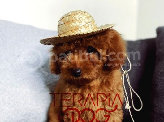 Orjinal Safkan Sağlık Garantili Redbrown Toy Poodle görsel