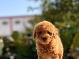 Red Mi̇ni̇ Toy Poodle Bebekler