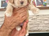 Show Kalite Maltipoo Yavrular