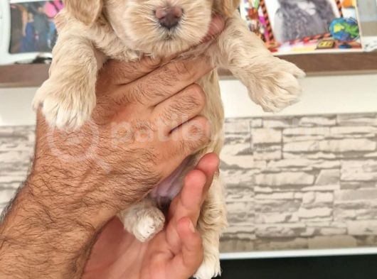 Show Kalite Maltipoo Yavrular görsel