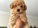 Toy Poodle Çocuklarımız