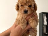 Toy Poodle Çocuklarımız