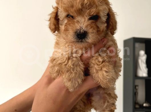 Toy Poodle Çocuklarımız