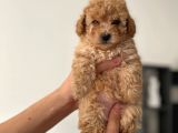 Toy Poodle Çocuklarımız
