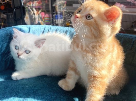 Safkan Eli̇t British Shorthair Yavrularimiz görsel