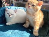 Safkan Eli̇t British Shorthair Yavrularimiz