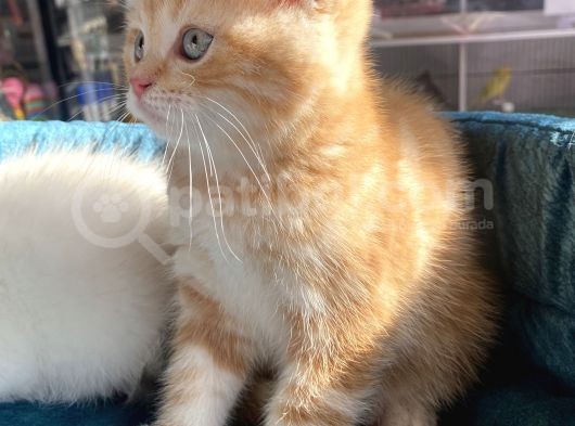 Safkan Eli̇t British Shorthair Yavrularimiz görsel