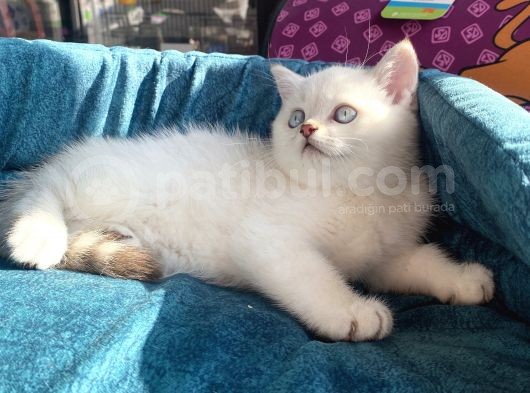 Safkan Eli̇t British Shorthair Yavrularimiz görsel