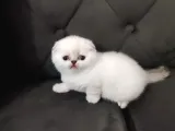 Scottish Fold Yavrular