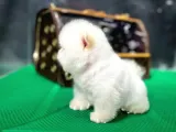 Pomeranian Çocuklarımız