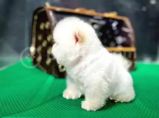 Pomeranian Çocuklarımız görsel
