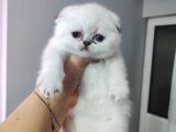 Scottish Fold Yavrular