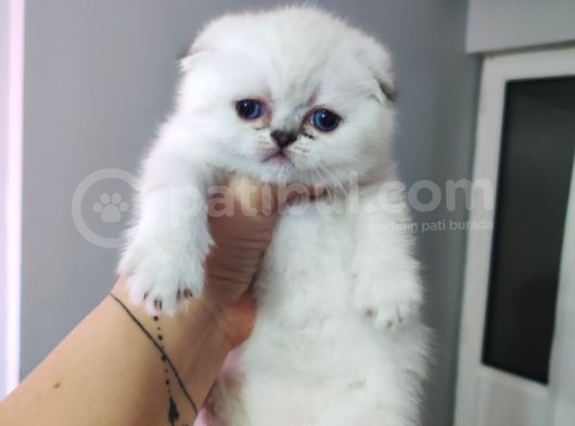Scottish Fold Yavrular görsel
