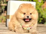 Pomeranian Boo Çocuklarımız