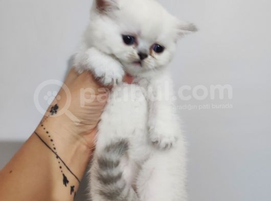 Scottish Fold Yavrular görsel