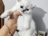Scottish fold yavrular