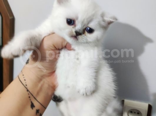 Scottish Fold Yavrular