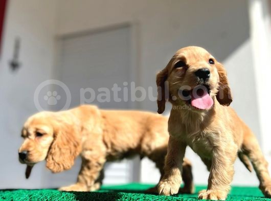 Baby Face Cocker Yavruları