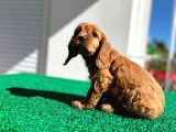 Baby Face Cocker Yavruları