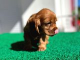 Baby Face Cocker Yavruları
