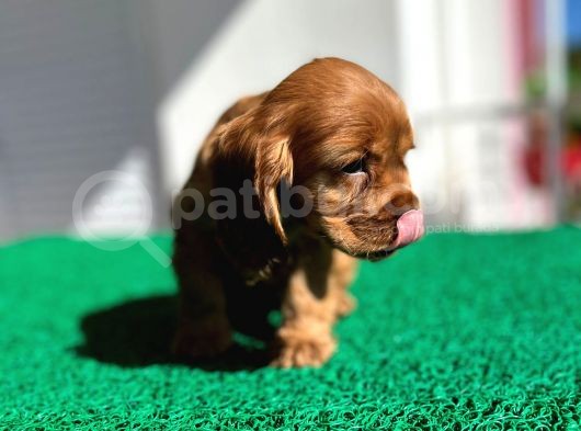 Baby Face Cocker Yavruları görsel